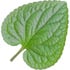 Violet leaf absolute Orpur